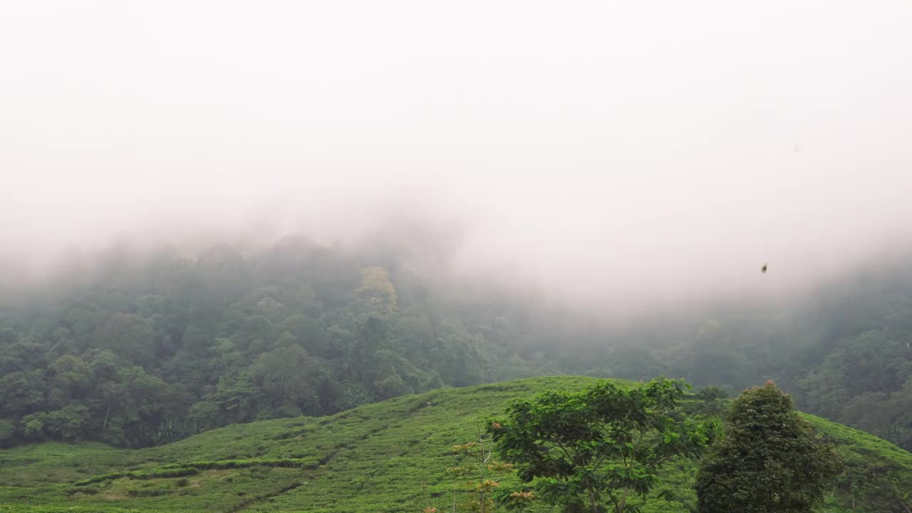 茶园视频素材