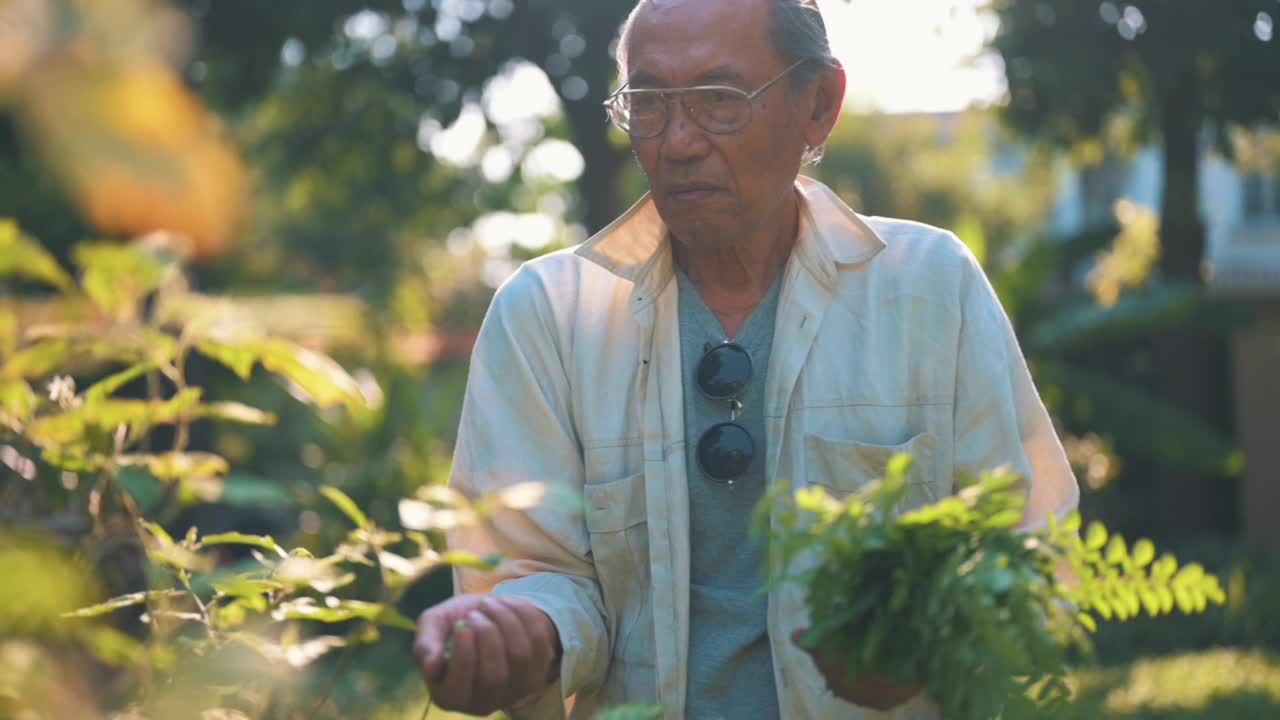 高级男子在家里的菜园园艺视频素材