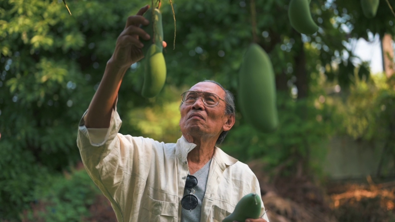 男子在家里的菜园园艺视频素材