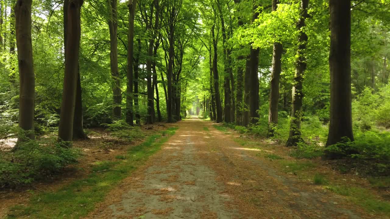 森林大道在Velhorst地产在Achterhoek, Gelderland，荷兰视频素材