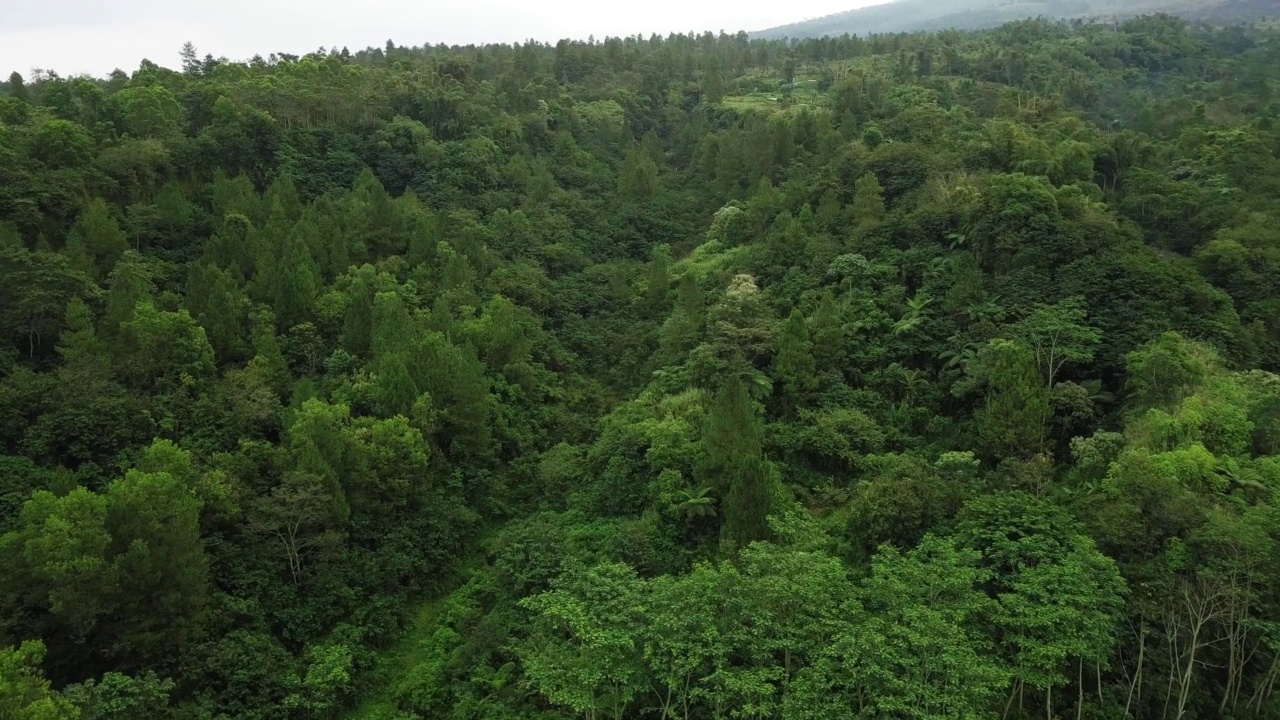 从默拉皮火山山坡茂密的森林上空飞越视频素材