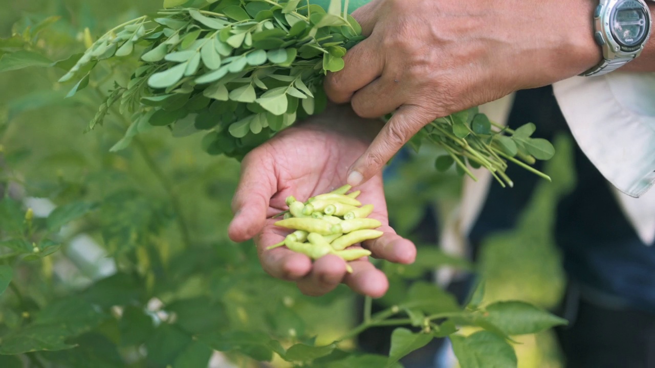 男子在家里的菜园园艺视频素材