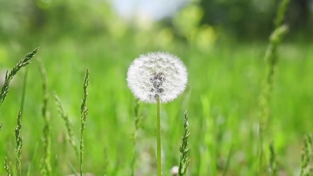 春天，蒲公英生长在一片绿色的田野上。自然白色的花。视频素材