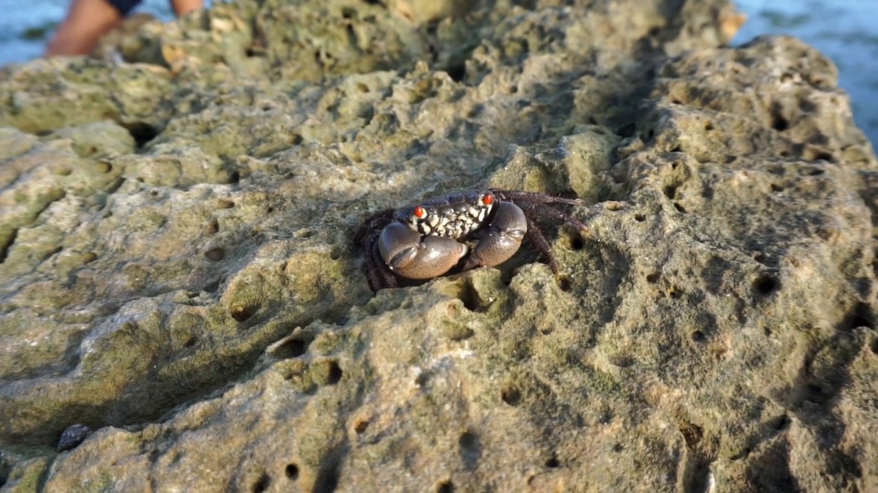 海蟹在海里的珊瑚上行走视频素材