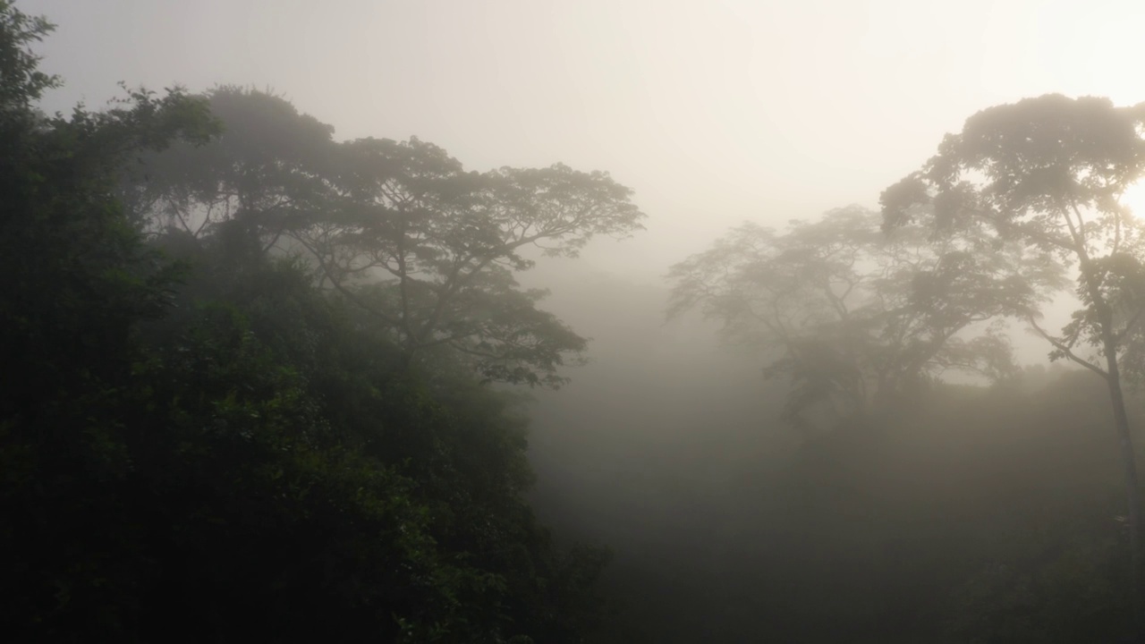 在雾中哥斯达黎加雨林树冠和树木的无人机视图，美丽的雾状热带丛林树冠风景和自然，博卡塔帕达，中美洲给气候变化的希望视频素材