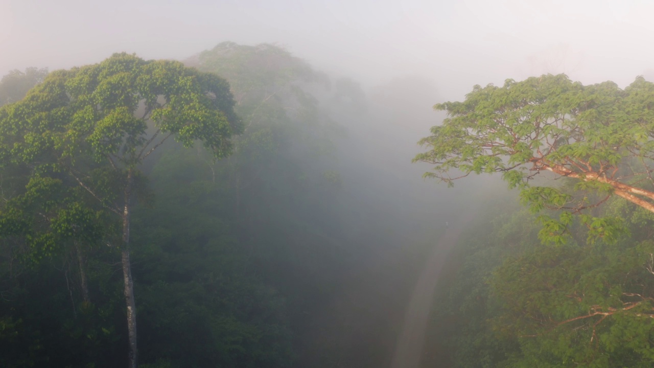 在Boca Tapada，哥斯达黎加，中美洲的热带雨林景观，美丽的雾树和热带丛林给气候变化和保护带来希望视频素材