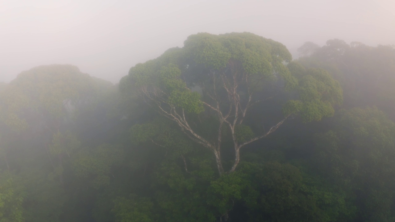 在哥斯达黎加热带雨林的大古树的无人机视图，在雾霭热带丛林树冠的树梢上显示气候变化和保护的希望，博卡塔帕达视频素材