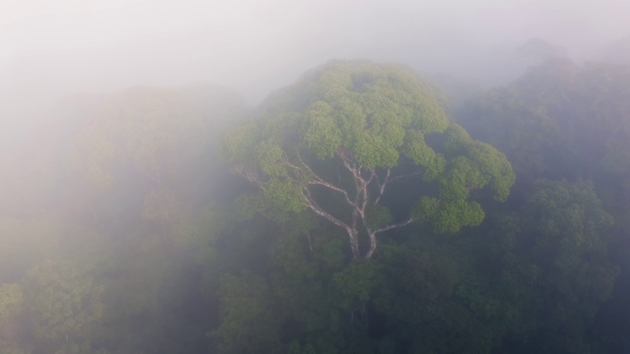 在雾中哥斯达黎加雨林树冠和树木的无人机视图，美丽的雾状热带丛林树冠风景和自然，博卡塔帕达，中美洲给气候变化的希望视频素材