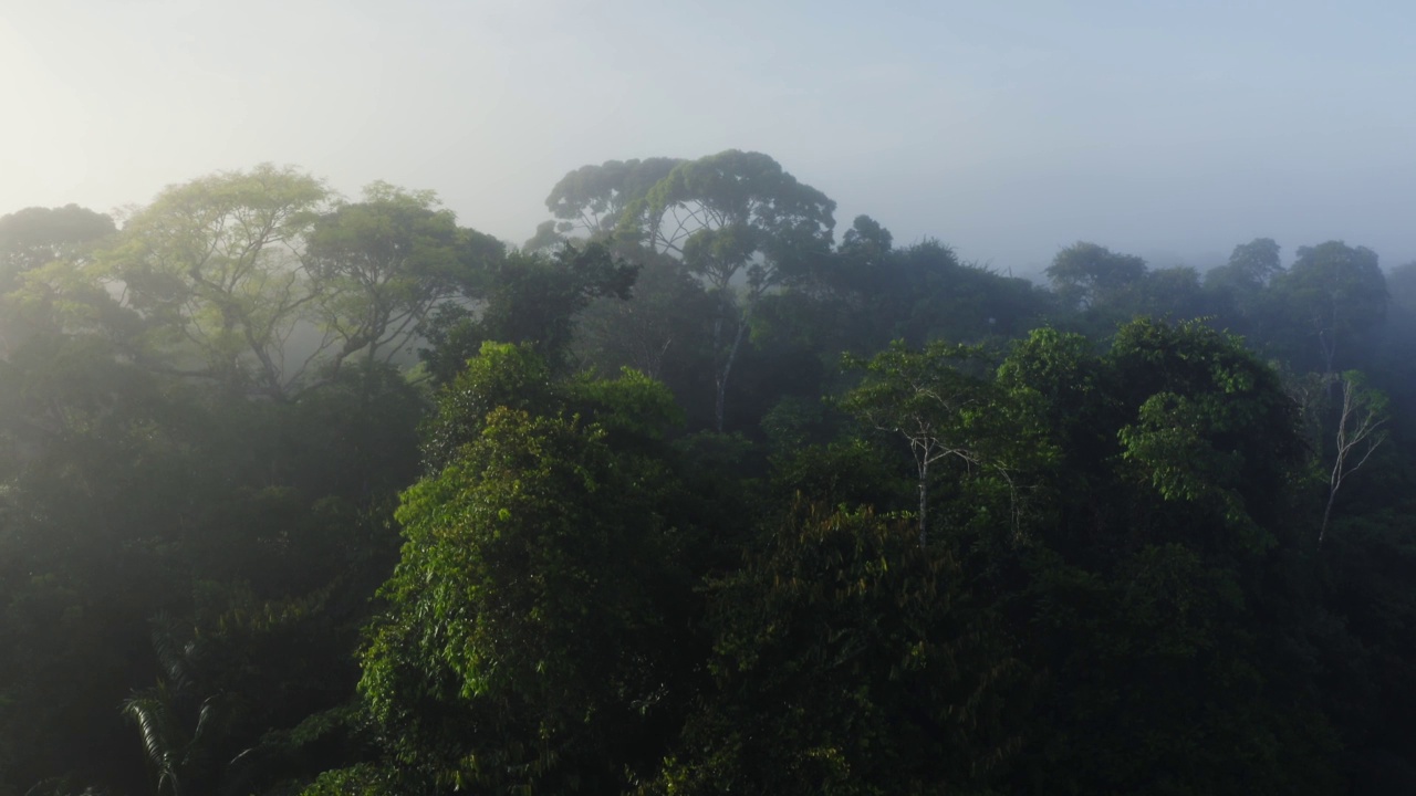 热带雨林树冠在树的树冠上的无人机视图，哥斯达黎加有树和郁郁葱葱的绿色景观的雾状热带丛林风景，高建立关于气候变化视频素材