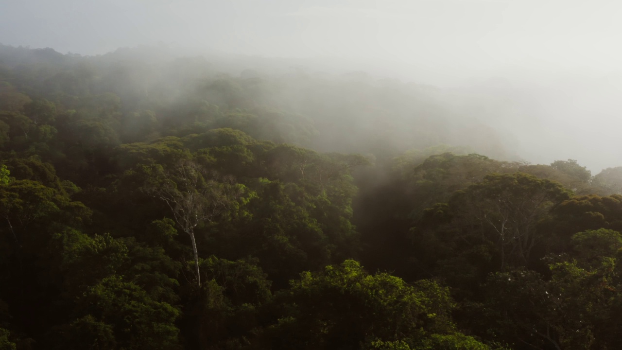 无人机拍摄关于气候变化在哥斯达黎加与雾蒙蒙的热带雨林风景，在波卡塔帕达惊人的戏剧性的光热带丛林景观云雾之上，中美洲视频素材