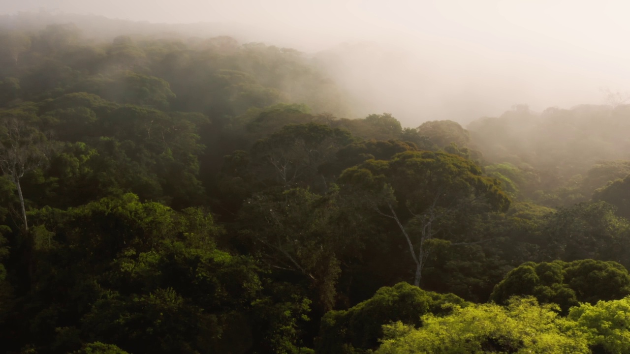 无人机拍摄在哥斯达黎加的热带雨林风景，雾蒙蒙的热带丛林景观在云上面惊人的戏剧性的光与大气薄雾在中美洲的博卡塔帕达视频素材