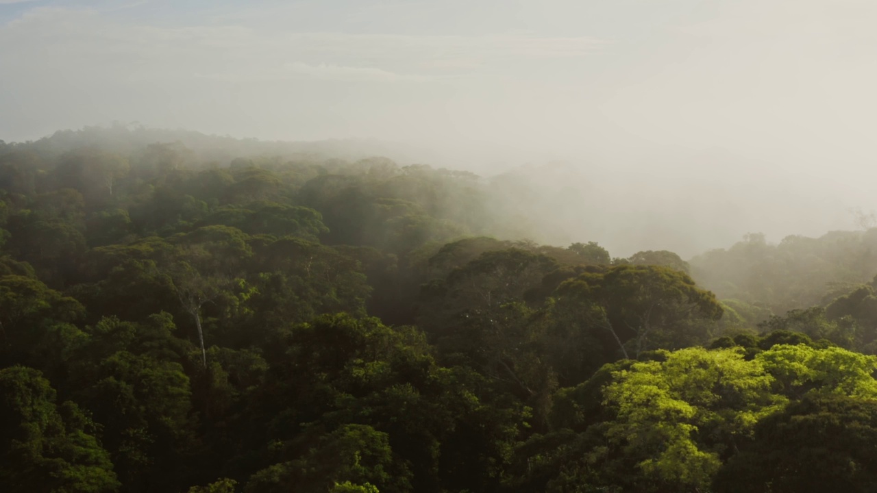 无人机拍摄关于气候变化在哥斯达黎加与雾蒙蒙的热带雨林风景，在波卡塔帕达惊人的戏剧性的光热带丛林景观云雾之上，中美洲视频素材