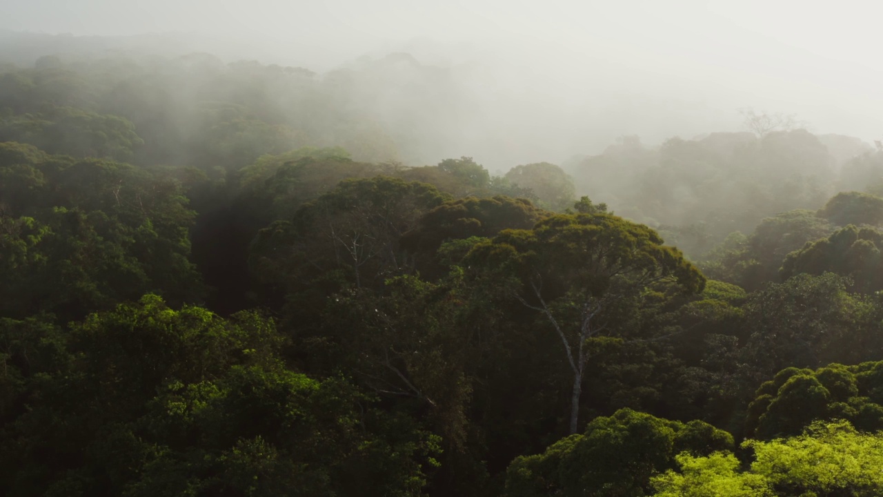 无人机拍摄在哥斯达黎加的热带雨林风景，雾蒙蒙的热带丛林景观在云上面惊人的戏剧性的光与大气薄雾在中美洲的博卡塔帕达视频素材