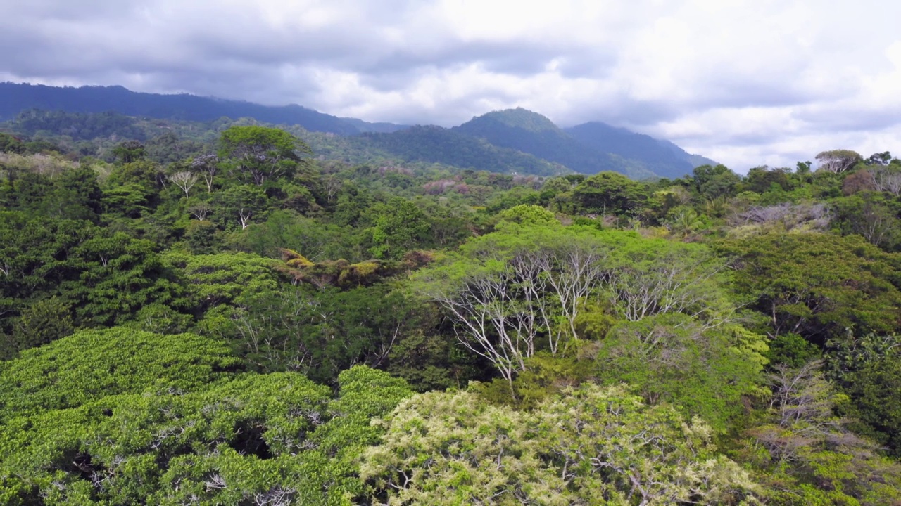 在哥斯达黎加，中美洲，热带丛林景观风景，美丽的自然Puntarenas省的热带雨林树木，树冠和山脉的无人机视图视频素材