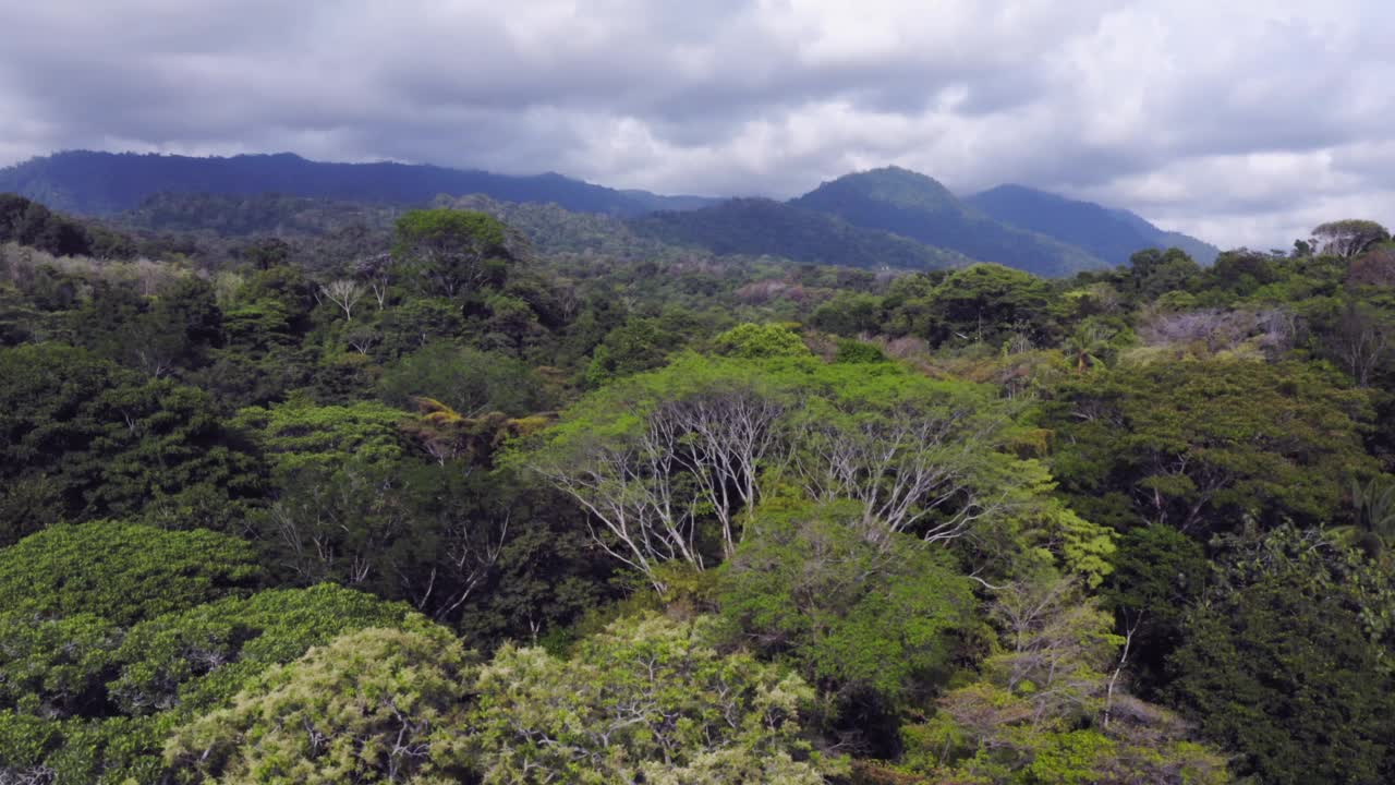 在哥斯达黎加的热带雨林和山脉的高空无人机视图，热带丛林景观风景巴莱纳海洋国家公园(国家马里诺巴莱纳公园)，蓬塔雷纳斯省视频素材