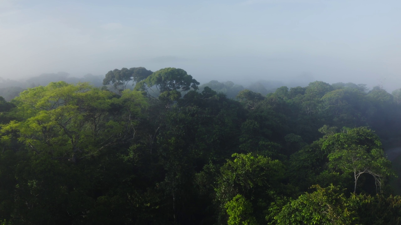 热带雨林树冠在树的树冠上的无人机视图，哥斯达黎加有树和郁郁葱葱的绿色景观的雾状热带丛林风景，高建立关于气候变化视频素材