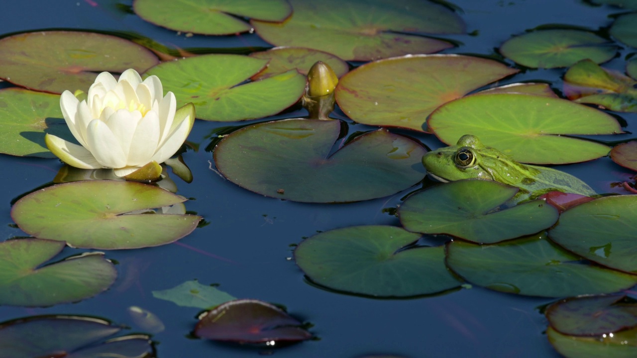 水中的睡莲和青蛙。池蛙随水植物游而去。Pelophylax lessonae。欧洲的青蛙。真正的时间。视频素材