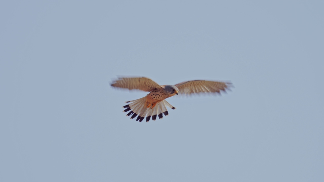 普通Kestrel (Falco tinnunculus)视频素材