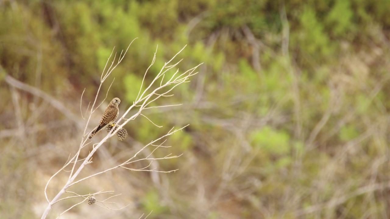 普通Kestrel (Falco tinnunculus)视频素材