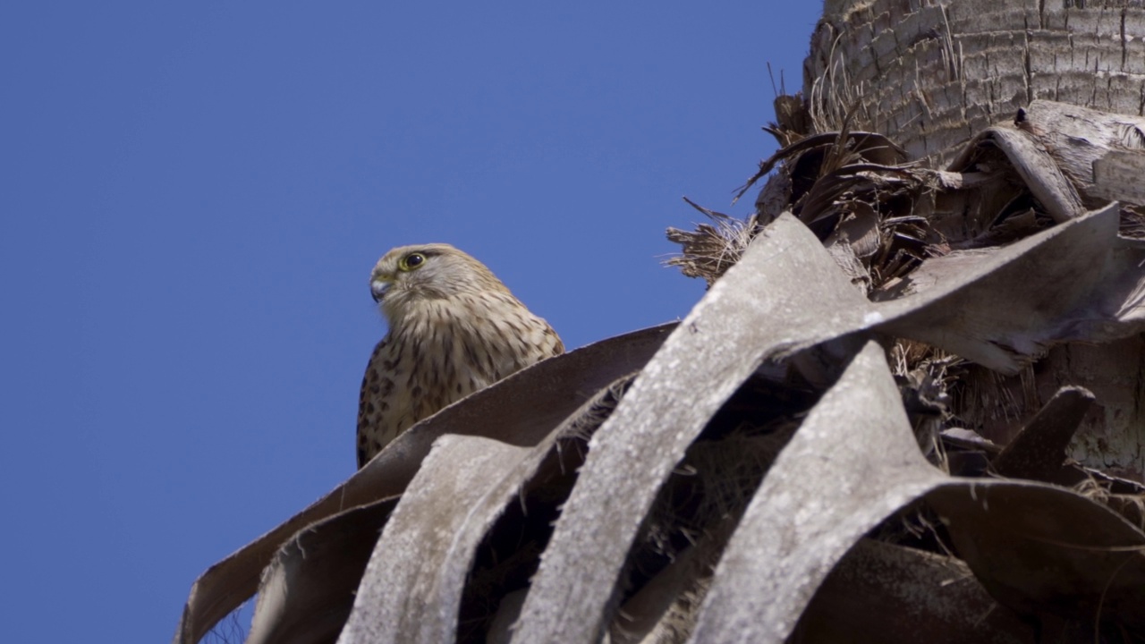 普通Kestrel (Falco tinnunculus)视频素材