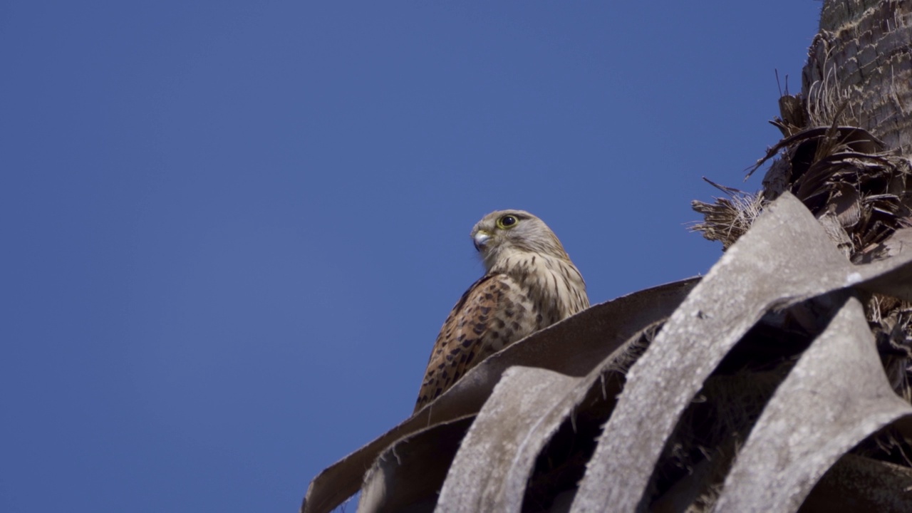 普通Kestrel (Falco tinnunculus)视频素材