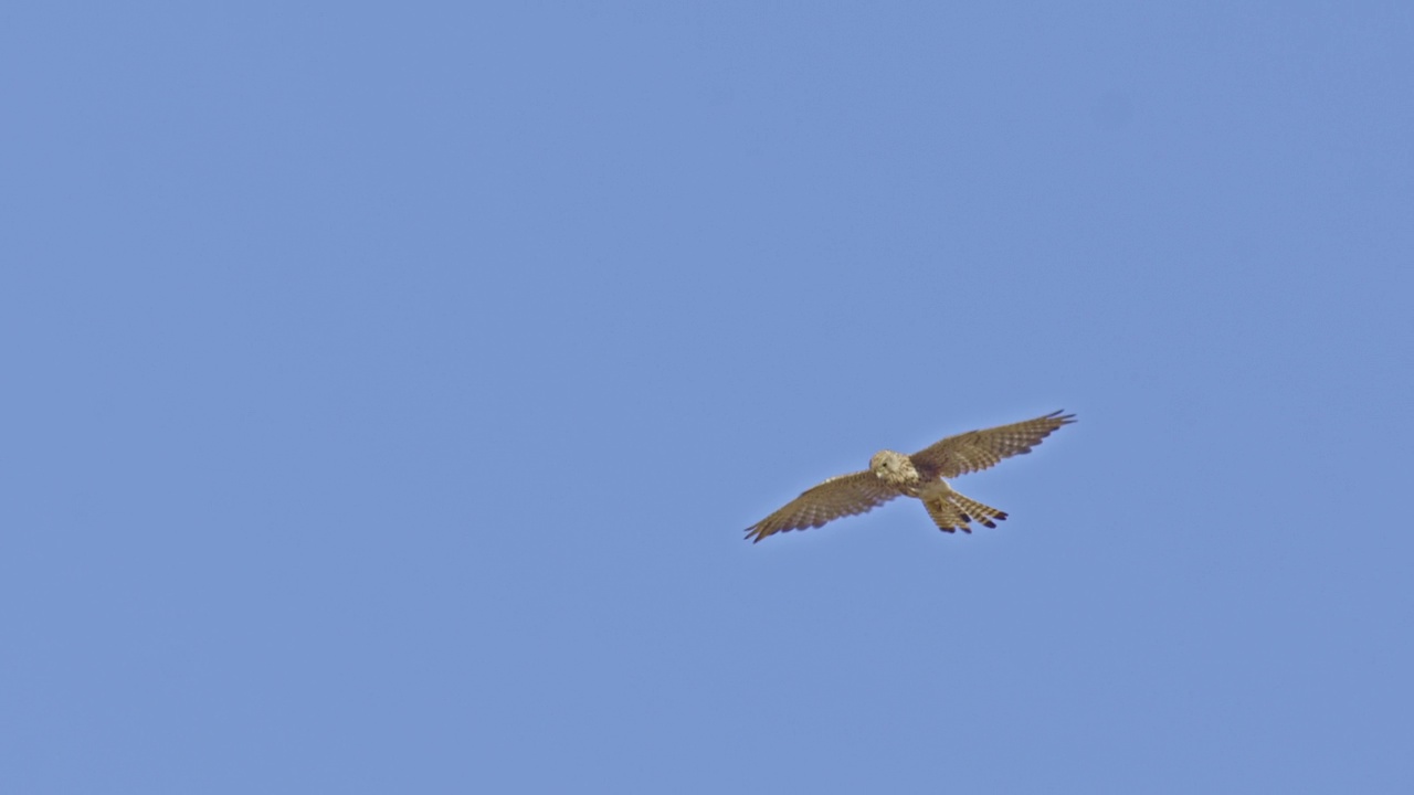 普通Kestrel (Falco tinnunculus)视频素材