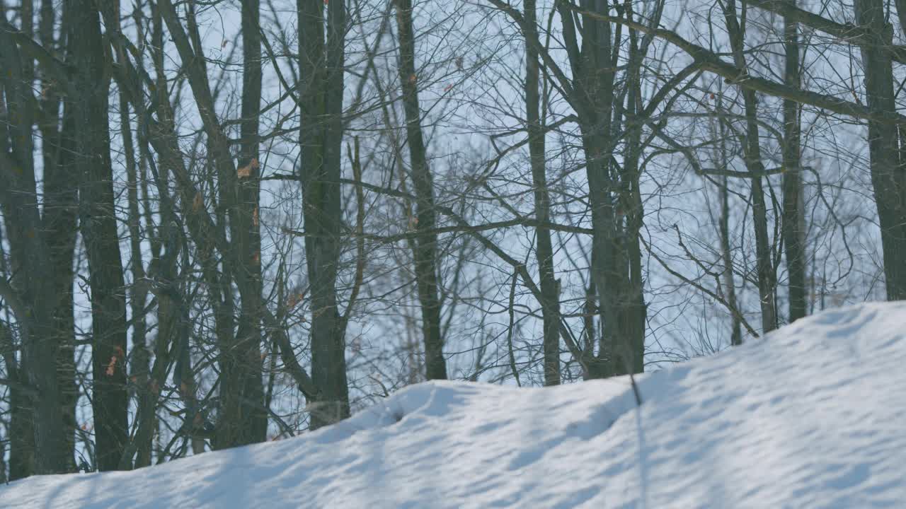 树的影子落在雪地上。和平和安静。平底锅。视频素材