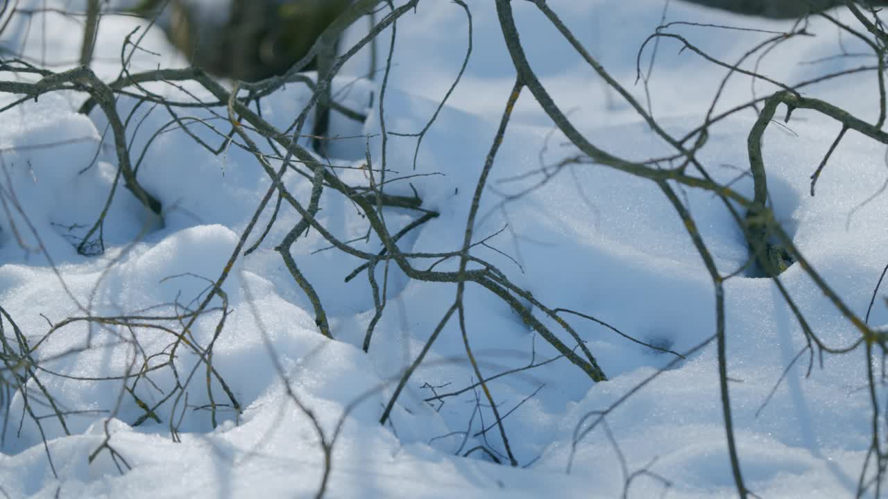 森林里的树枝上散落着厚厚的雪堆。雪在夕阳的光线下闪闪发光。平底锅。视频素材