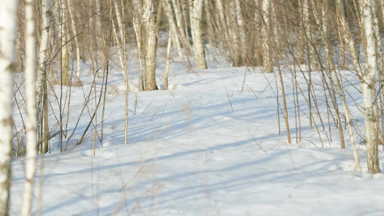 白桦林的边缘覆盖着雪，树干上有长长的影子。时间流逝。视频素材