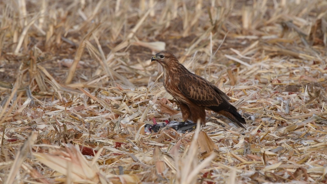 秃鹰(Buteo Buteo)视频素材