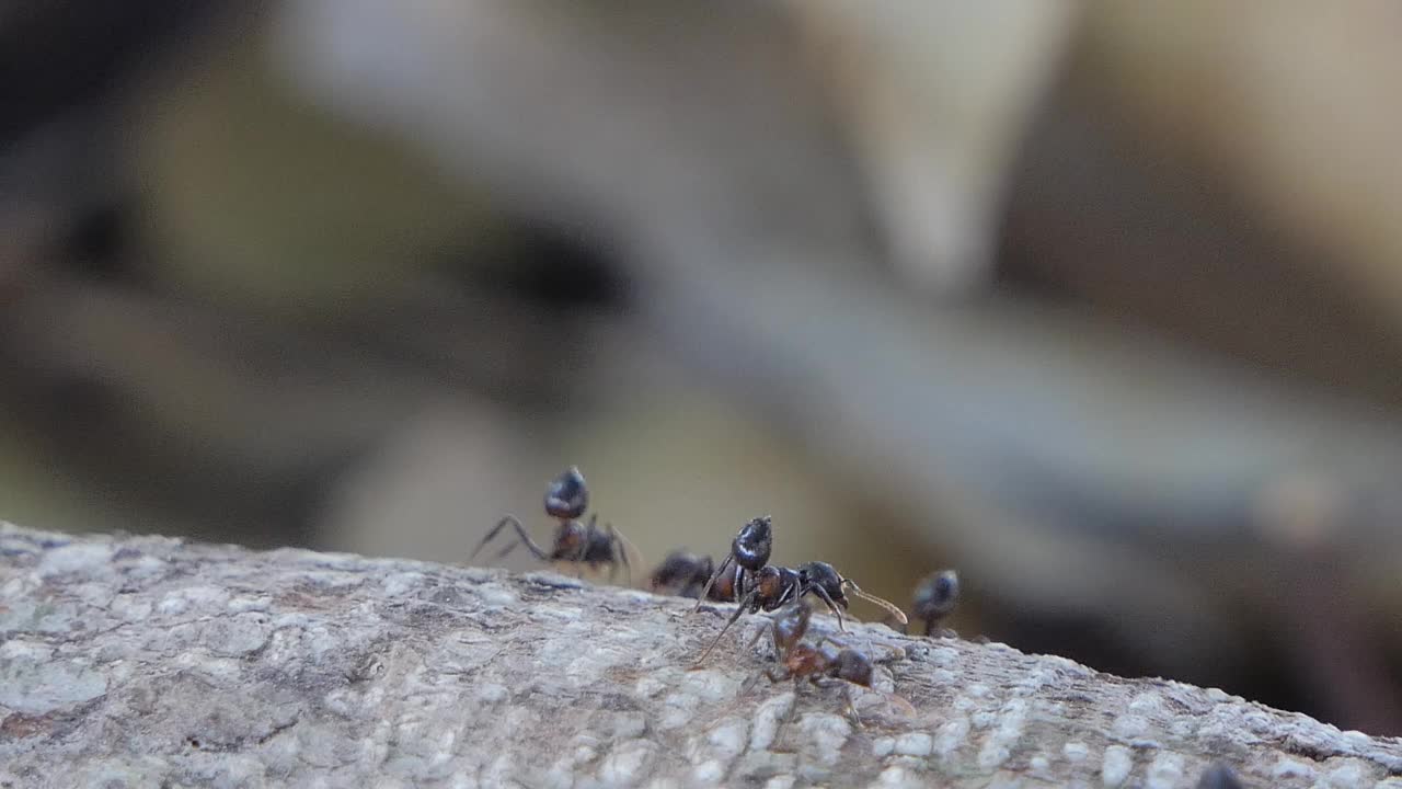 黑蚂蚁在森林里行走。视频素材