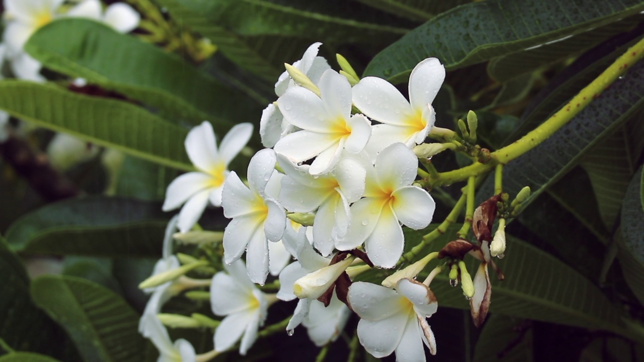 白色鸡蛋花，白色鸡蛋花，绿叶视频素材