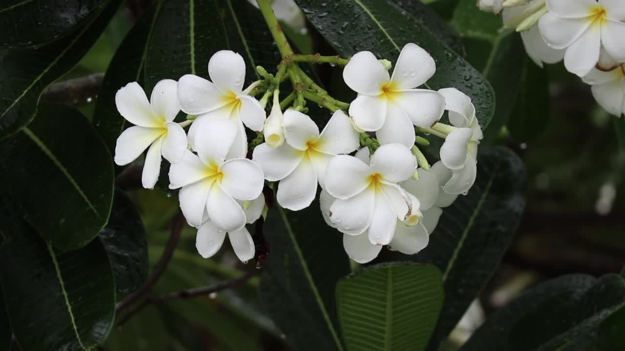 白色鸡蛋花，白色鸡蛋花，绿叶视频素材