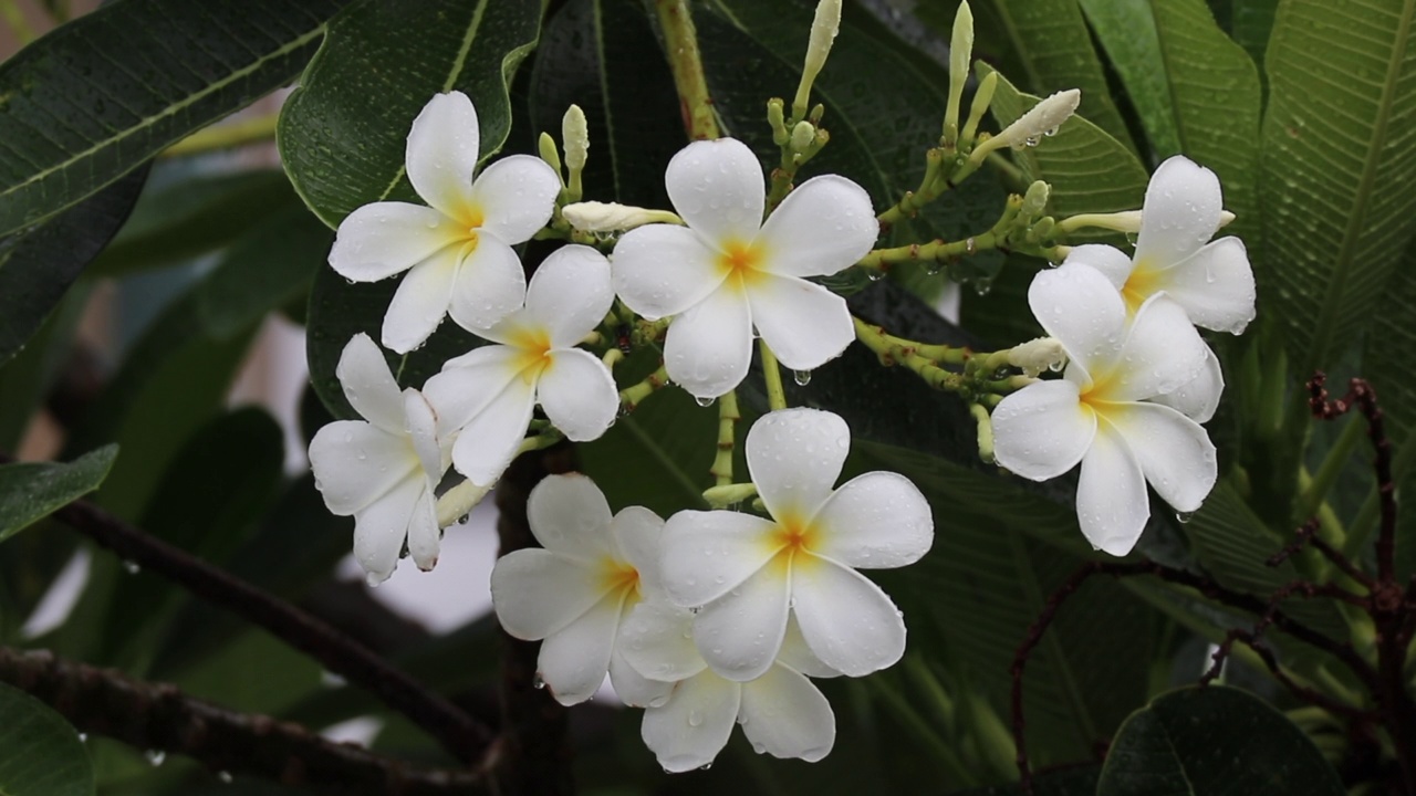 白色鸡蛋花，白色鸡蛋花，绿叶视频素材