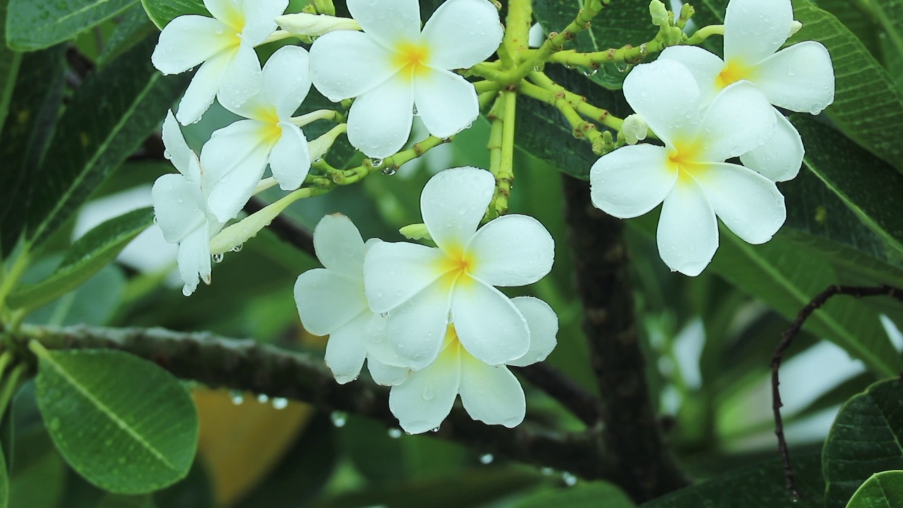 白色鸡蛋花，白色鸡蛋花，绿叶视频素材