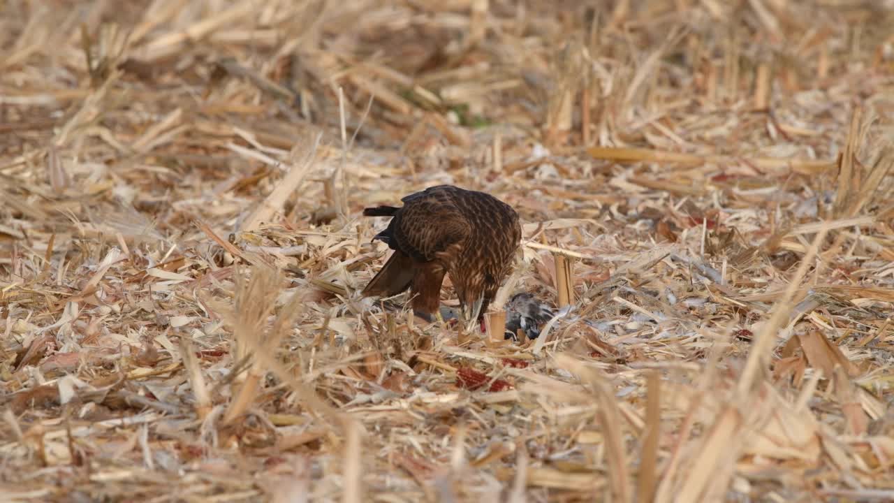 秃鹰(Buteo Buteo)视频素材