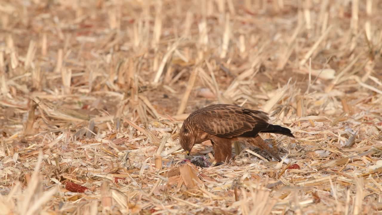 秃鹰(Buteo Buteo)视频素材