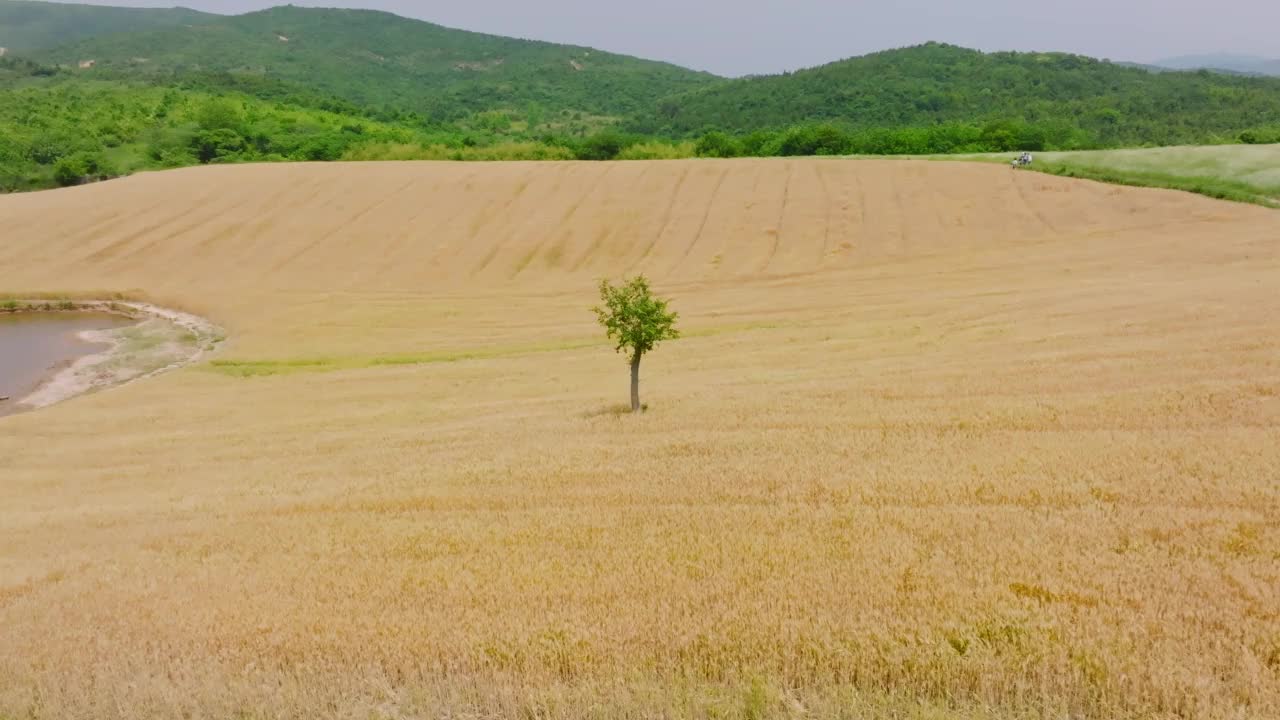 麦田里有一棵树视频素材