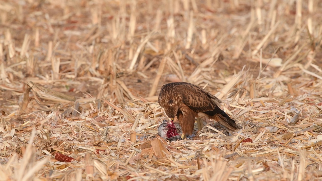 秃鹰(Buteo Buteo)视频素材