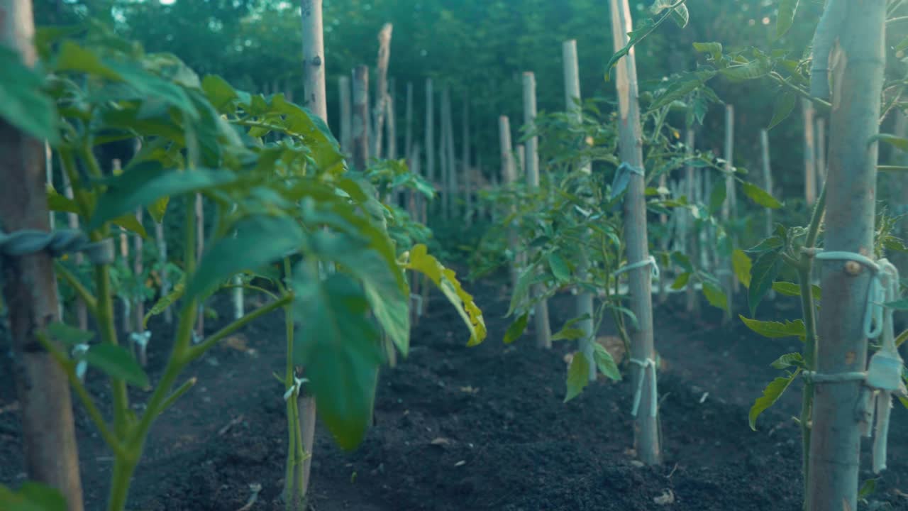 用钉子捆扎的小番茄丛。把番茄灌木丛中。园艺和农业概念视频素材