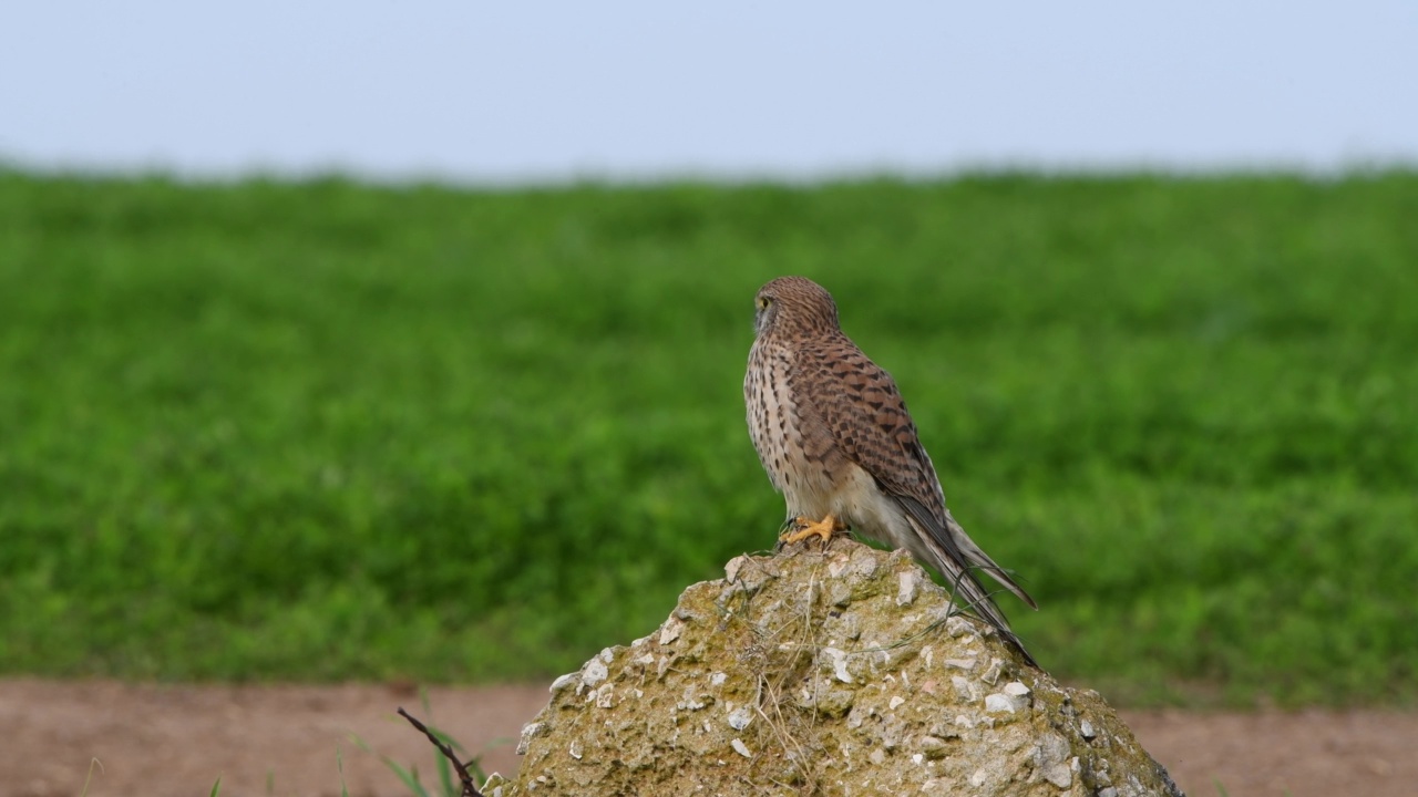 普通Kestrel (Falco tinnunculus)视频素材