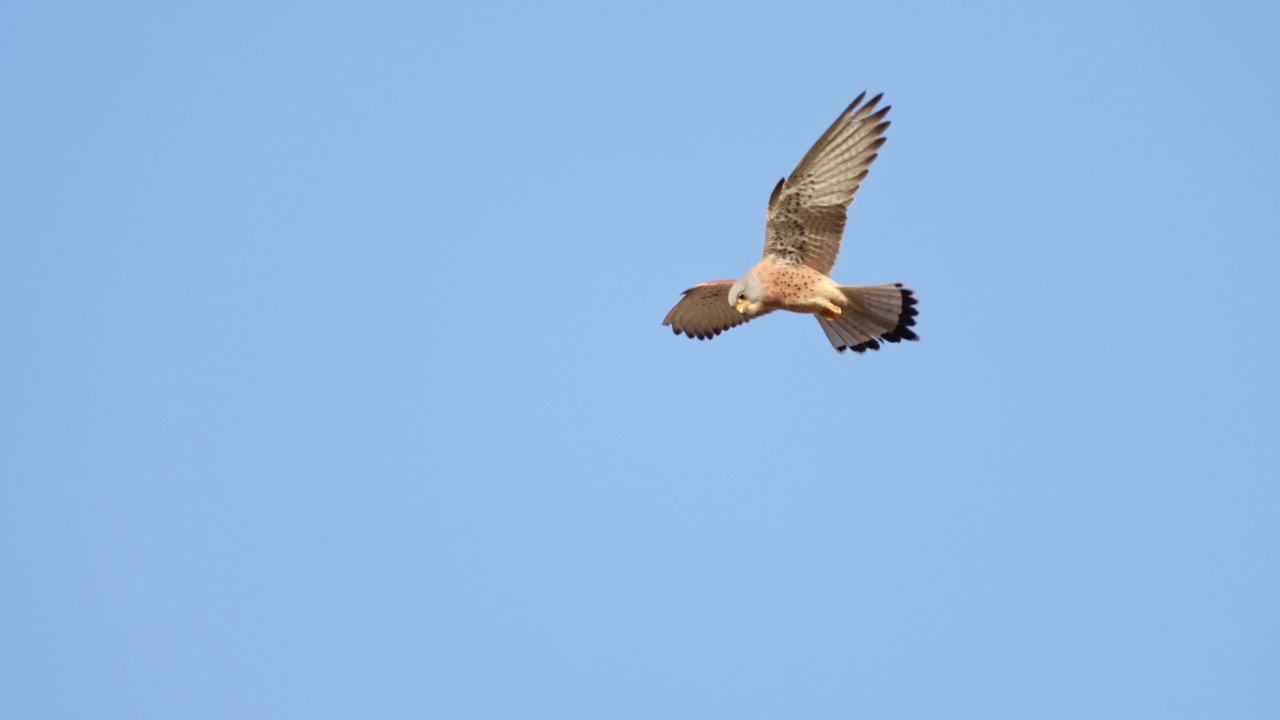 普通Kestrel (Falco tinnunculus)视频素材