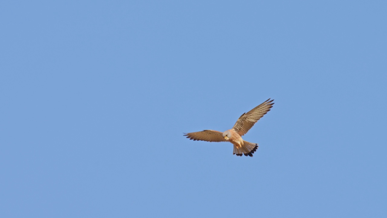 普通Kestrel (Falco tinnunculus)视频素材