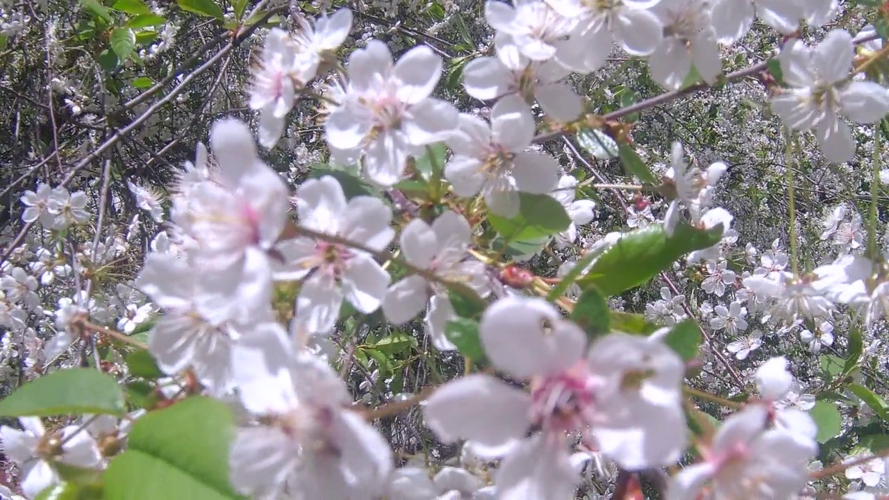 苹果的花视频素材