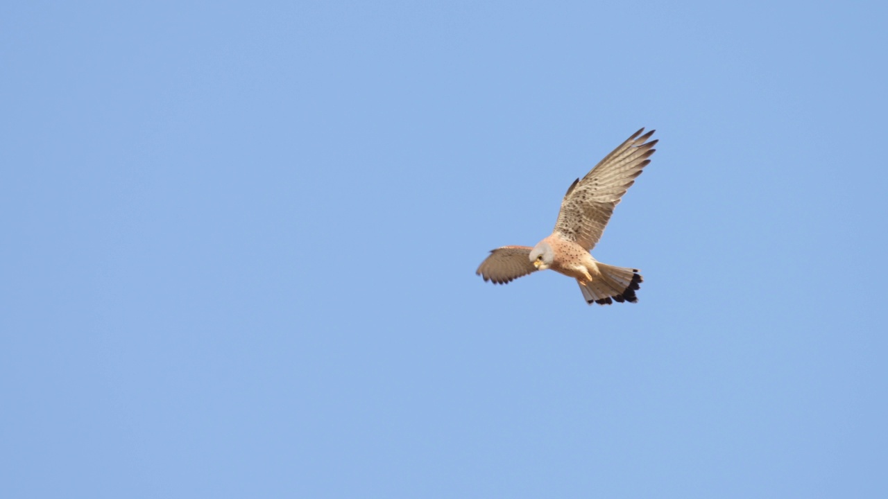 普通Kestrel (Falco tinnunculus)视频素材