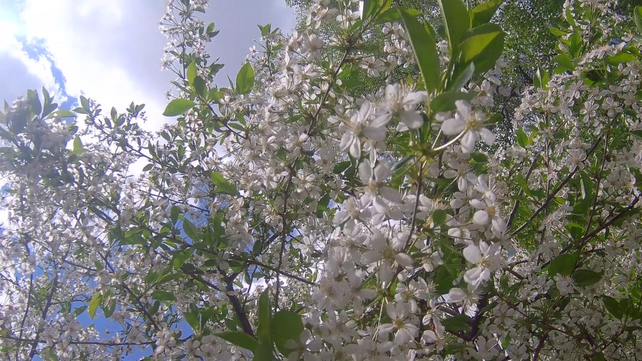 苹果园视频素材