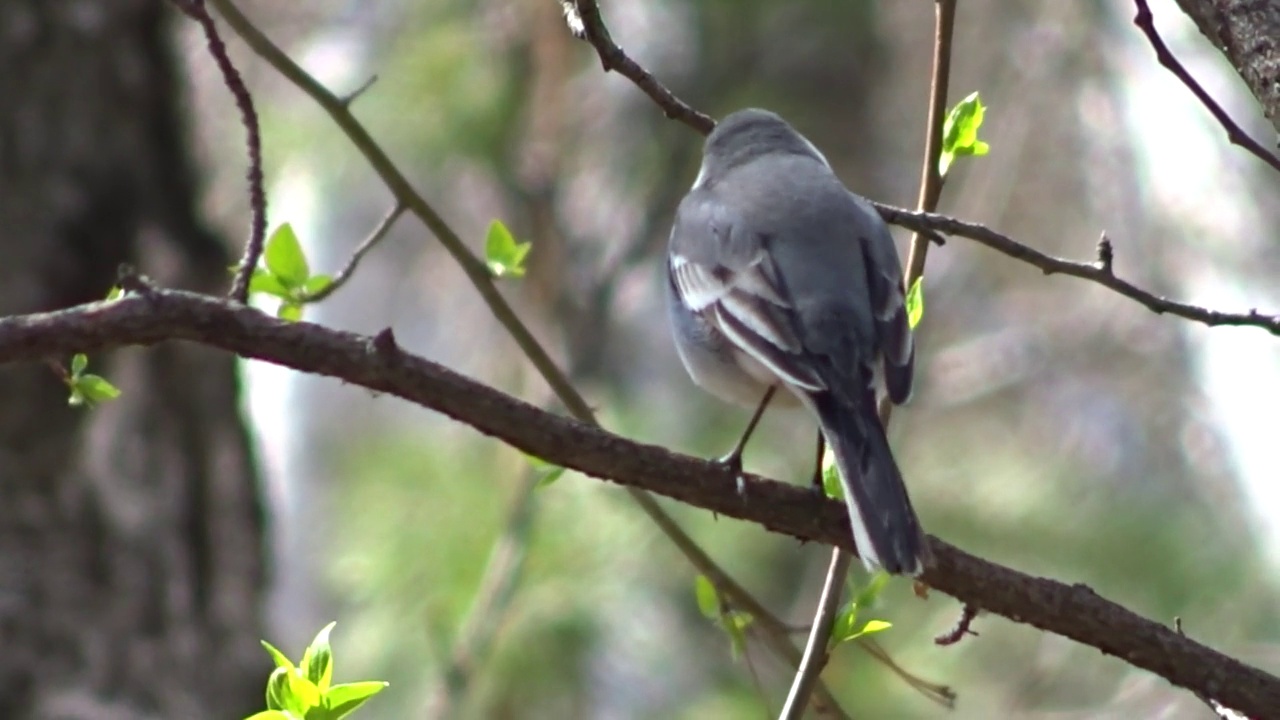 白色的鹡尾巴(Motacilla alba)在春天的森林树枝上，扰乱行为。视频素材