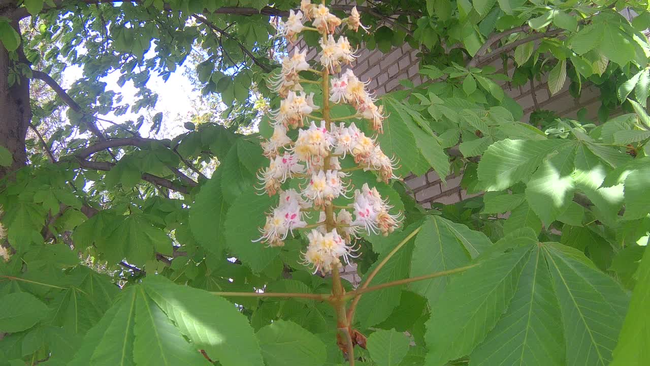 板栗花视频素材