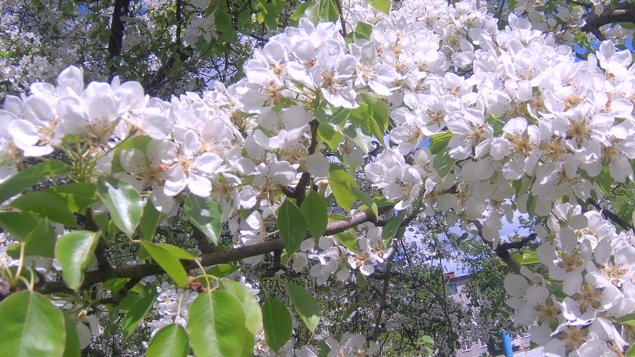 苹果花视频素材