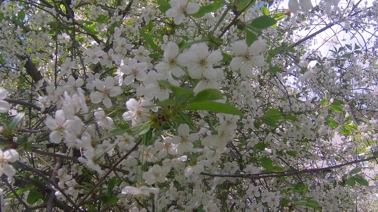 苹果的花视频素材